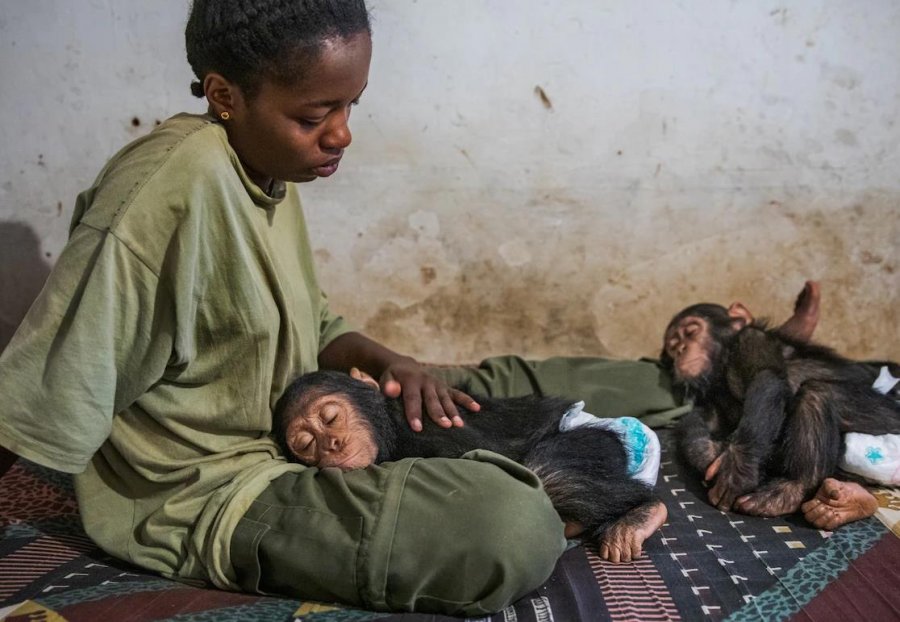 Rezervati i Afrikës Qendrore që po u jep shpresë shimpanzeve të traumatizuara - FOTO