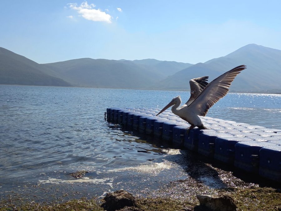 VIDEO/ Fluturo, Zaver, fluturo mbi liqenin e Prespës! 