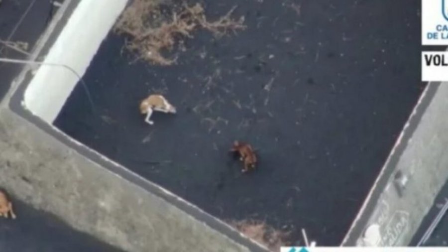 VIDEO/ Mundësia e fundit për qentë që i ka rrethuar llava, pamjet me dron të kafshëve të uritura në La Palma