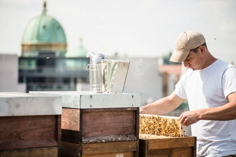 Bletët në çatinë e Bashkisë së Vjenës prodhojnë 180 kilogramë mjaltë në vit