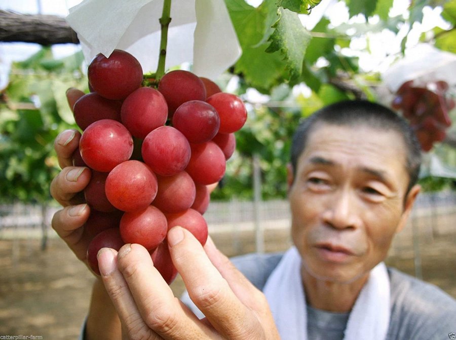Rrushi më i shtrenjtë në botë: Një kilogram kushton 10.000 dollarë