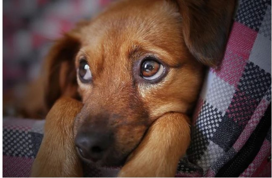E rrallë: Gjykata spanjolle i ka caktuar një çifti të divorcuar kujdestarinë e përbashkët të një qeni
