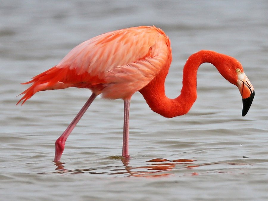 VIDEO/ Flamingo në liqenin e Ohrit, afër Drilonit 