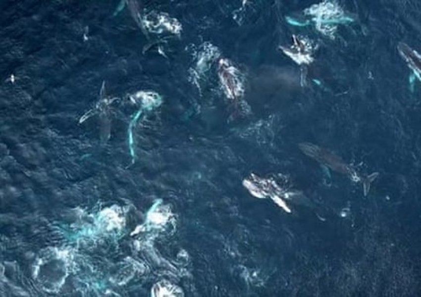 VIDEO/ Udhëtojnë drejt Antarktidës, 100 balena dalin afër bregut për t'u ushqyer në Australi