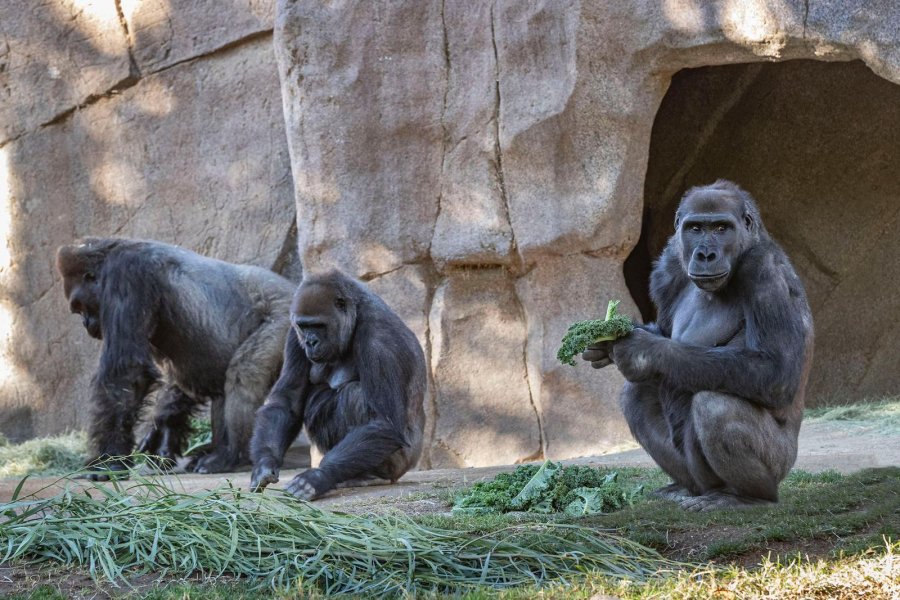 Punjonjësit e vaksinuar infektojnë gorillat në kopshtin zoologjik 