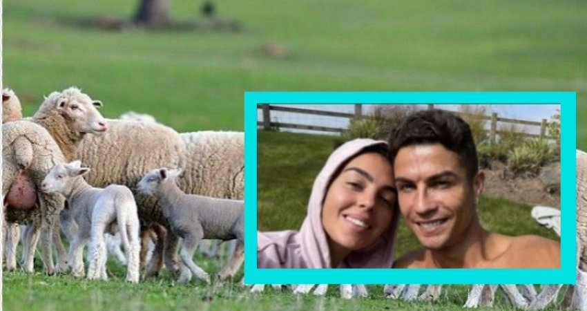 Ronaldo del nga shtëpia e fshatit, pasi që delet e zgjonin herët nga gjumi