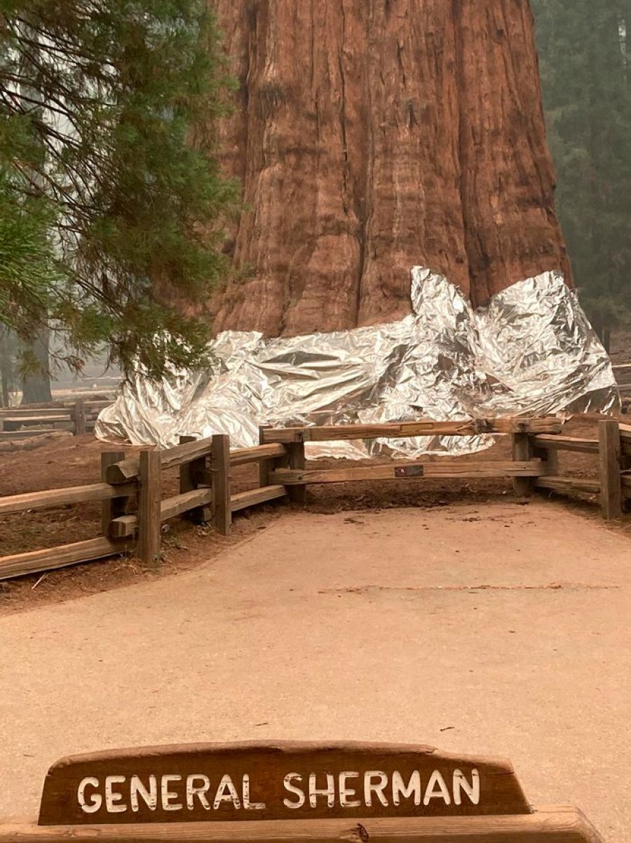FOTO/ Flakët në Kaliforni rrezikojnë pemën më të madhe në botë, mbështillet me ...
