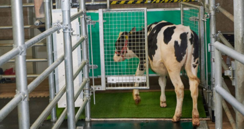 Lopët në Gjermani trajnohen për të shkuar në tualet, në mënyrë që të zvogëlohen emetimet e gazrave serë
