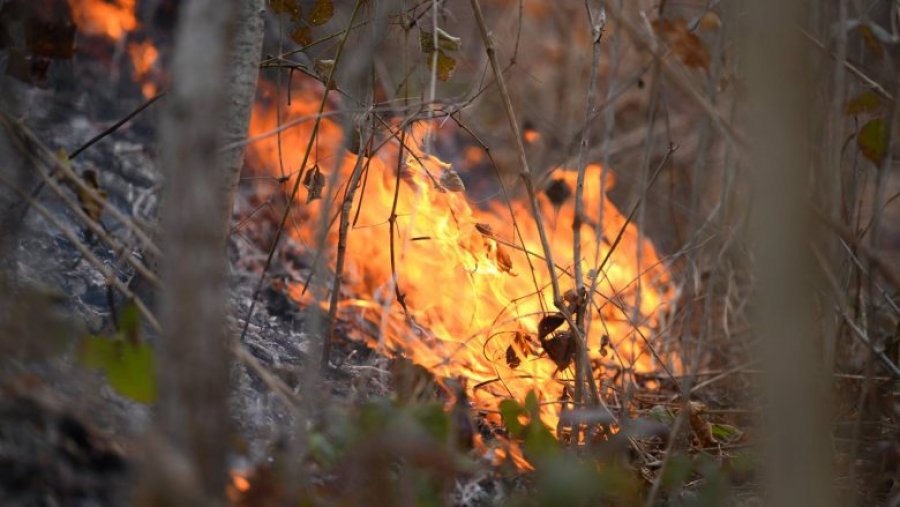 Zjarr në lagjen 'Uznovë' në Berat, flakët përhapen me shpejtësi