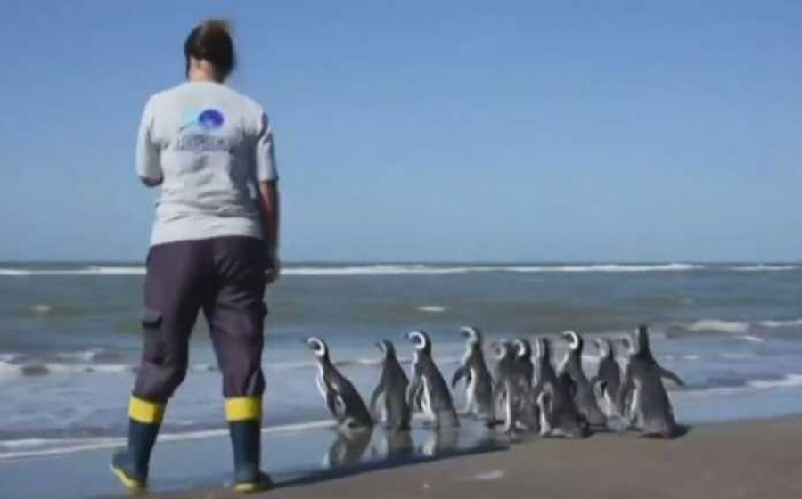 Pinguinët lirohen në det të hapur pas rehabilitimit