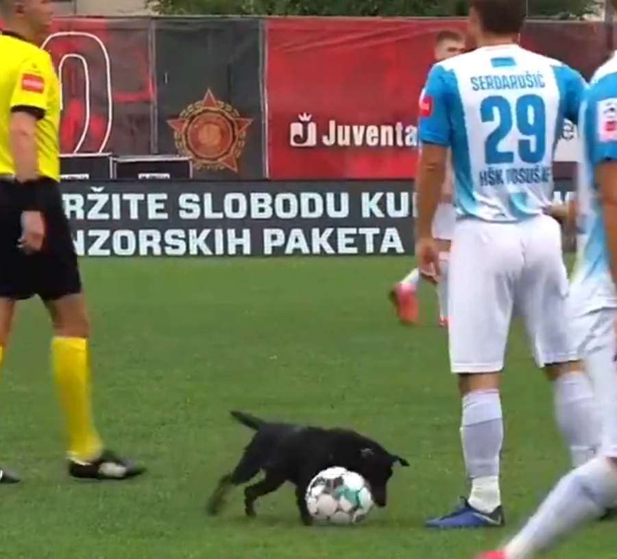 VIDEO/ E pazakontë, qeni 'driblon' me lojtarin në fushë