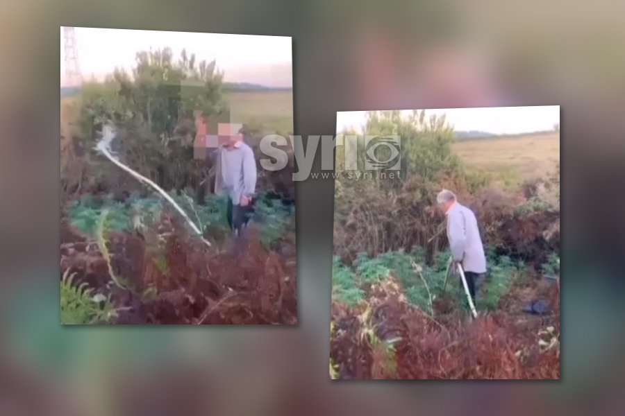 VIDEO - ‘Hë si u gdhive’/ Policët kapin mat të moshuarin, po ujiste hashashin në kopsht