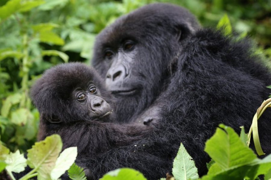 Sot, Dita Botërore e Gorillës