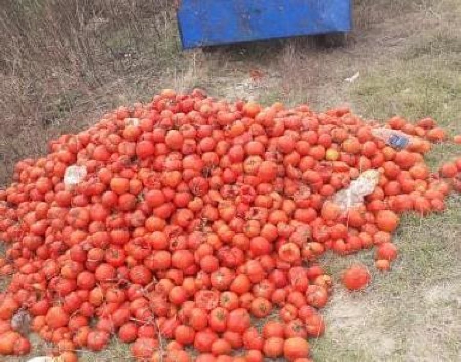 VIDEO - Roskovec/ Fermerët nuk kanë treg, i hedhin domatet në kanal