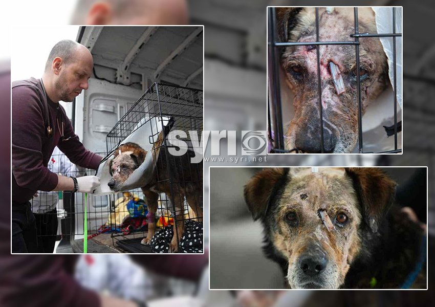 FOTO/ Ushtarët rusë po keqtrajtojnë edhe kafshët, qeni i masakruar po bën xhiron e rrjetit
