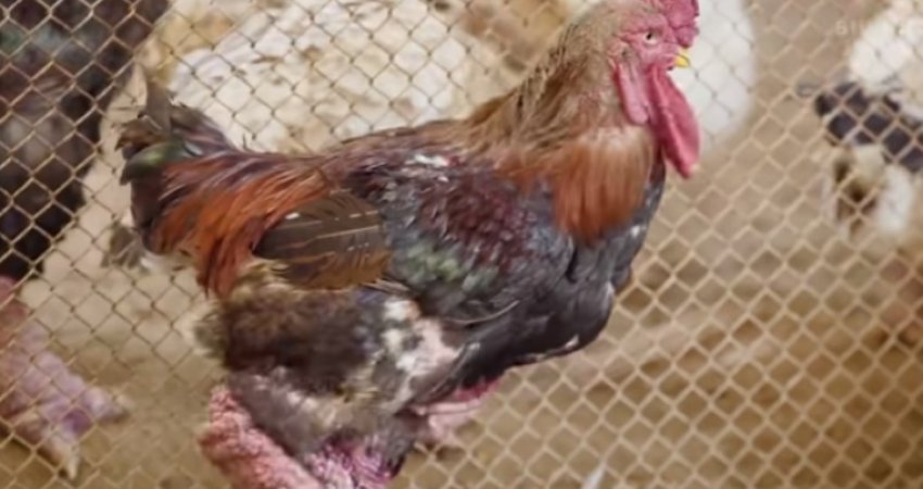 Shteti na garanton se pulat e cofta të Shqipërisë  nuk vijnë në Kosovë