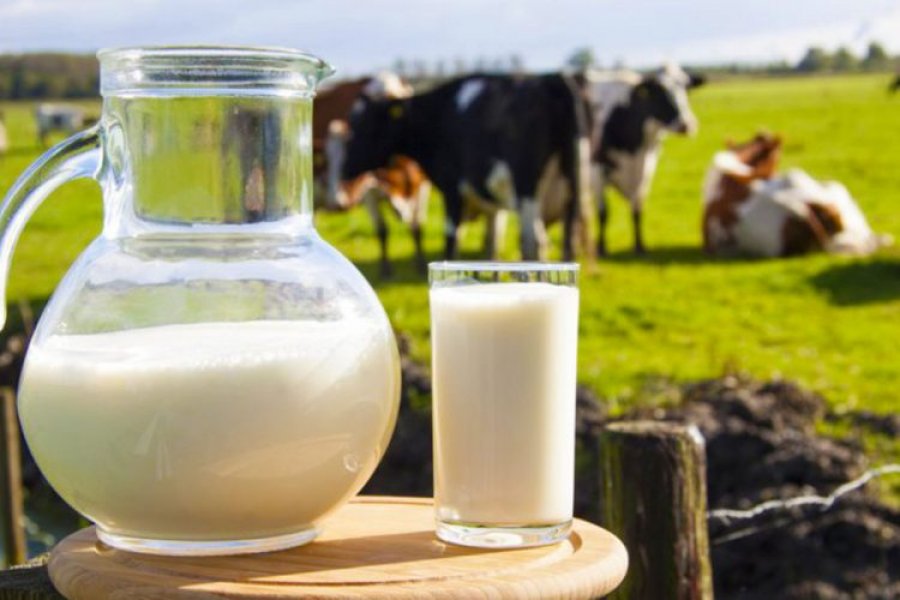 Shtrenjtohet qumështi i fermerit, Shoqata e Përpunuesve: Rrezikohet falimentimi i fabrikave