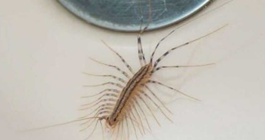 Gjendet shpesh në korridoret tuaja të shtëpisë por mos e vrisni, ky insekt është i dobishëm