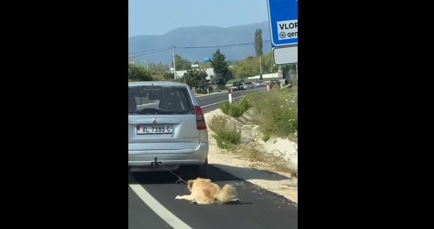 Pamje të rënda nga Vlora, qytetari e tërheq qenin zvarrë me veturë 