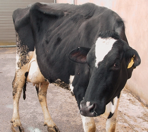 Tortura lopëve në fshatin grek, i ushqejnë vetëm për çiftëzim e më pas i lënë të ngordhin nga uria