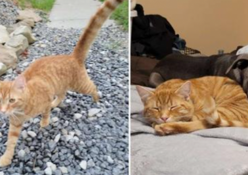 Macja humbi gjatë një shpërngulje por udhëtoi 64 km dhe gjeti përsëri familjen e saj