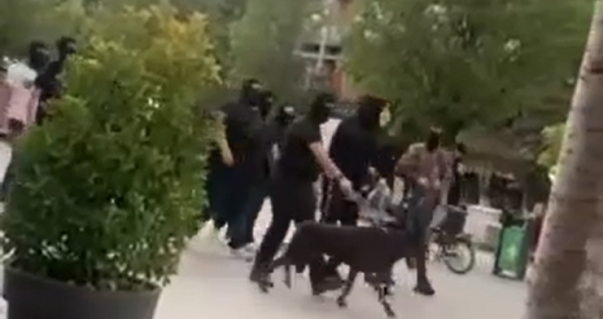 Si në filma, 10 persona të maskuar e me qen parakaluan në sheshet e Prishtinës, shoqërohen në Polici