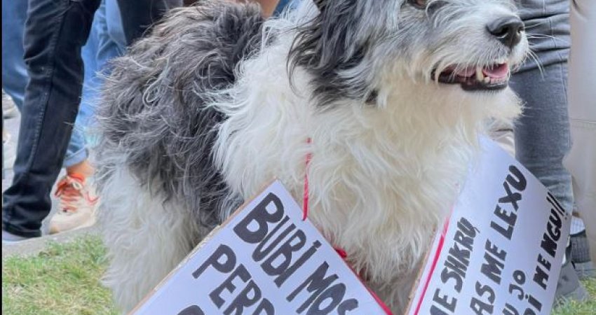 Fotoja simpatike nga protesta e një qenushi me afishe rreth kokës