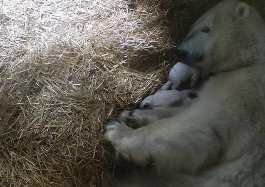 VIDEO/ Si rrallëherë, ariu polar sjell në jetë binjakë