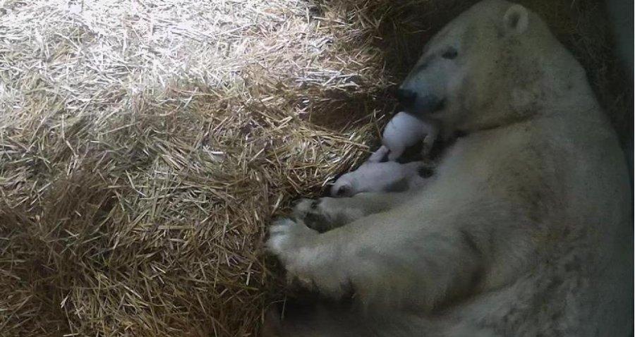 VIDEO/ Si rrallëherë, ariu polar sjell në jetë binjakë