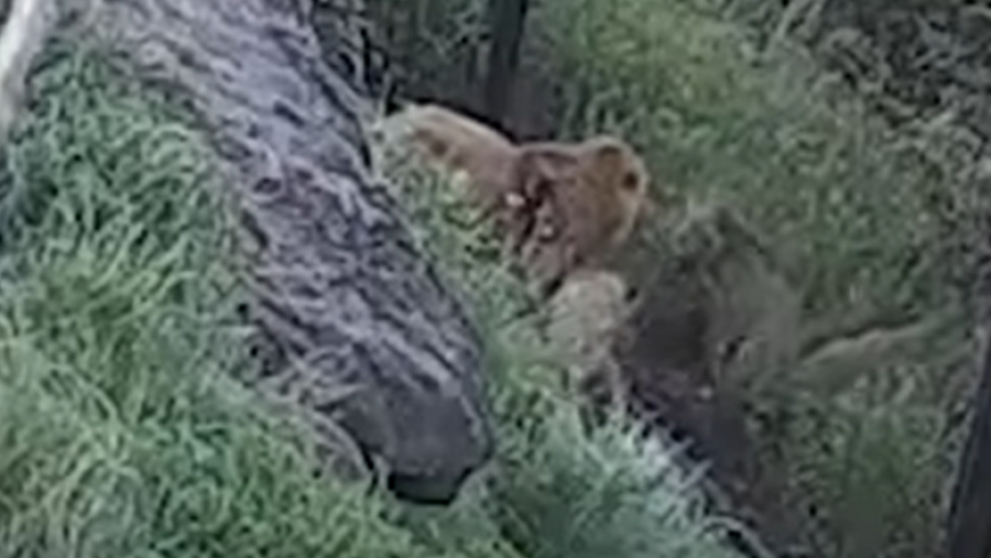 Australi/ Pesë luanë arrijnë të arratisen nga kopshti zoologjik 