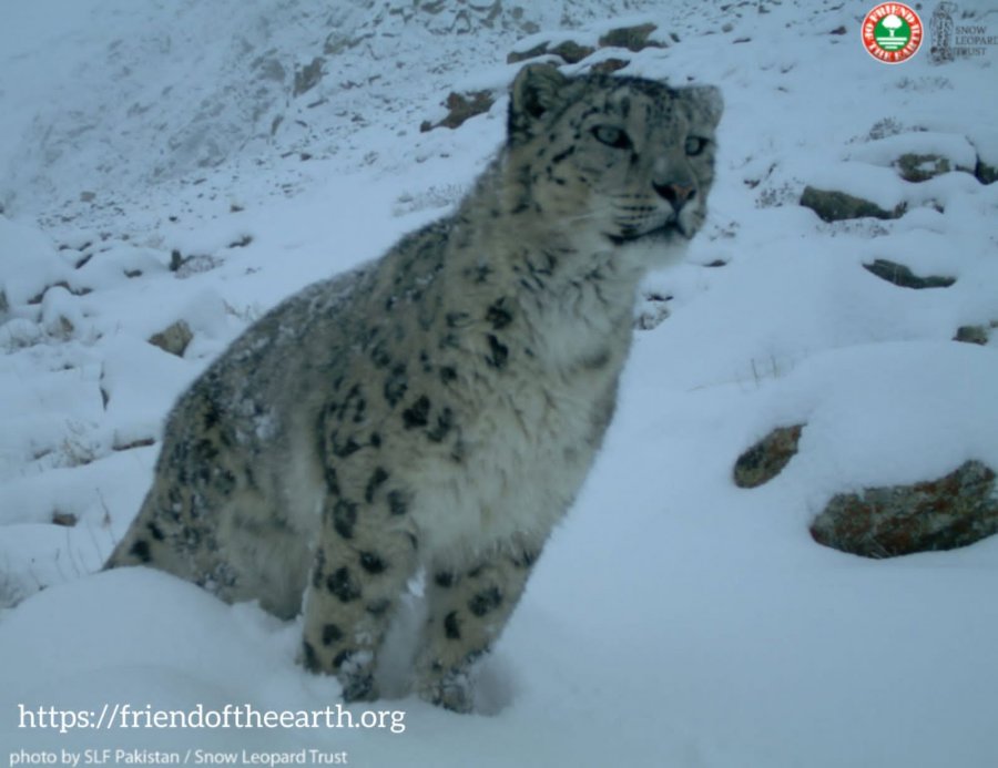 Dita Ndërkombëtare e Kafshëve - Nisma në mbrojtje të Leopardit të borës