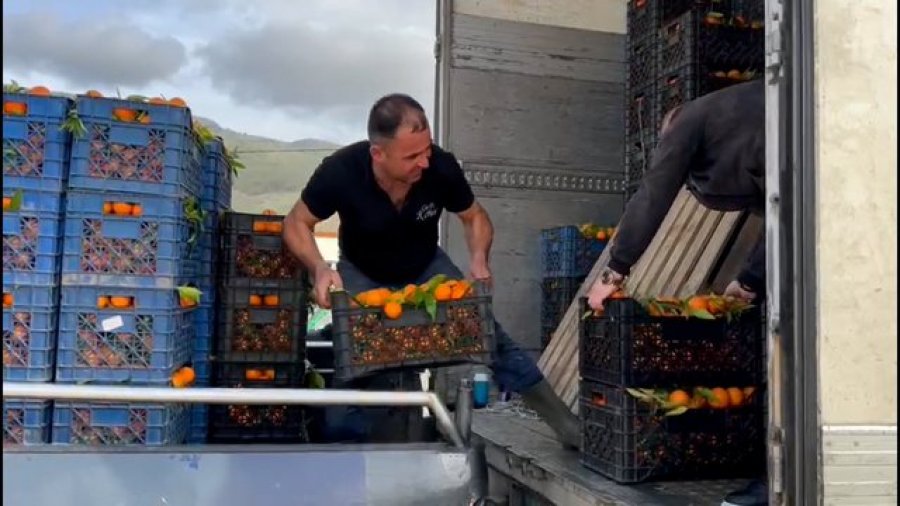 'Të rinjtë kanë emigruar', fermerët e Konispolit nuk gjejnë dot punëtorë për të vjelë mandarinat