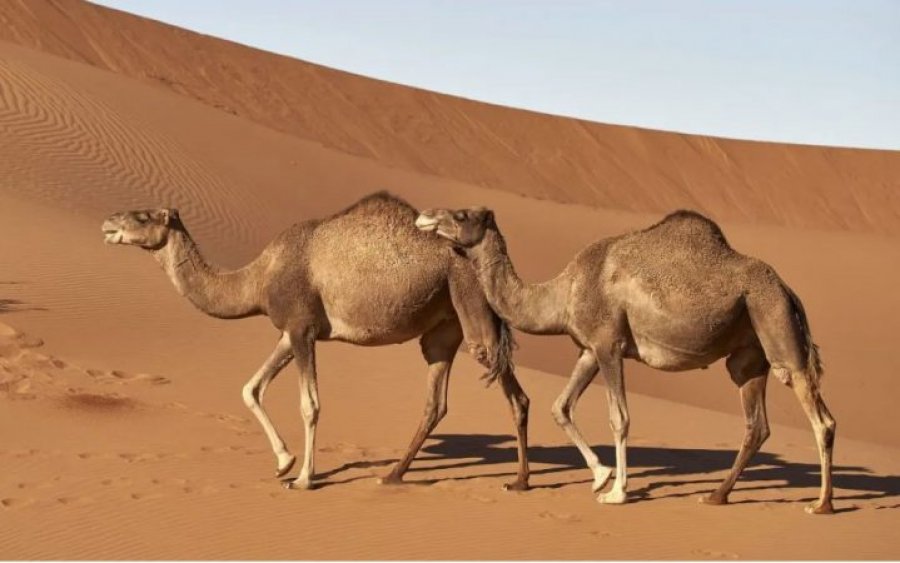 Alarmi për ‘gripin e devesë’ pas Kupës së Botës, më vdekjeprurës se Covid-19