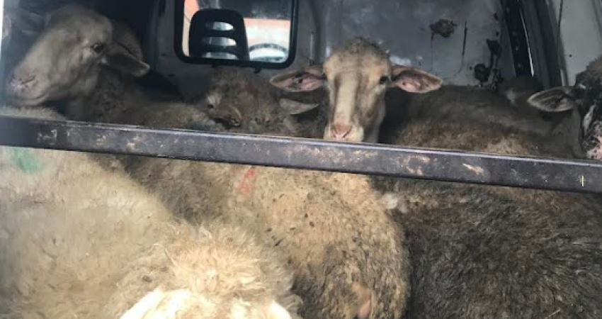 Policia parandalon kontrabandë me 15 dele të importuara nga Maqedonia e Veriut