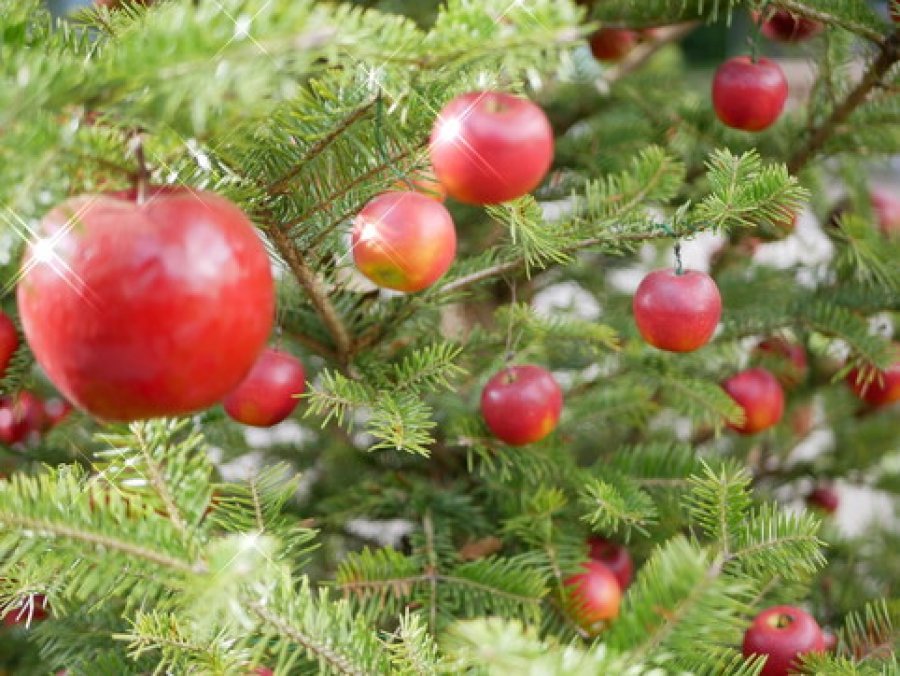 Traditat e lashta, historia e pemës së Krishtlindjes