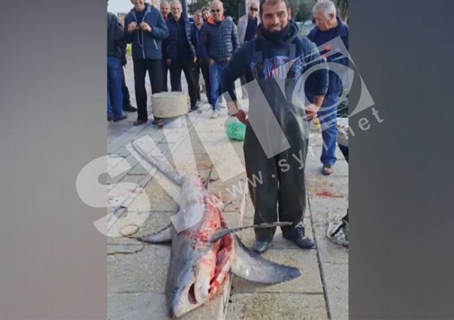 VIDEO/ Peshkaqeni dhelpër bie në rrjetat e peshkatarëve në Sarandë