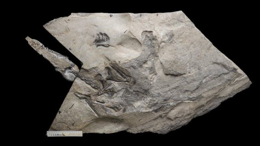 Zbulohet pterosauri nga periudha Jurassic, fluturoi 170 mln vjet më parë