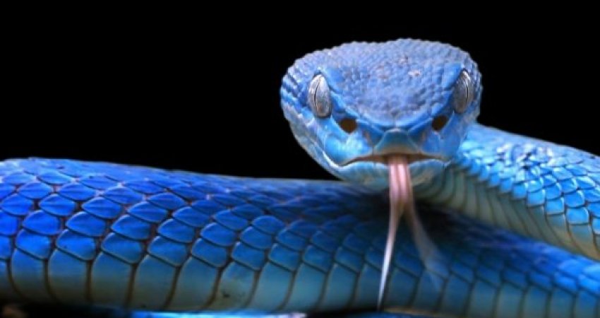 Studimi: Helmi i gjarpërinjve dhe pështyma e njeriut kanë origjinë të njëjtë