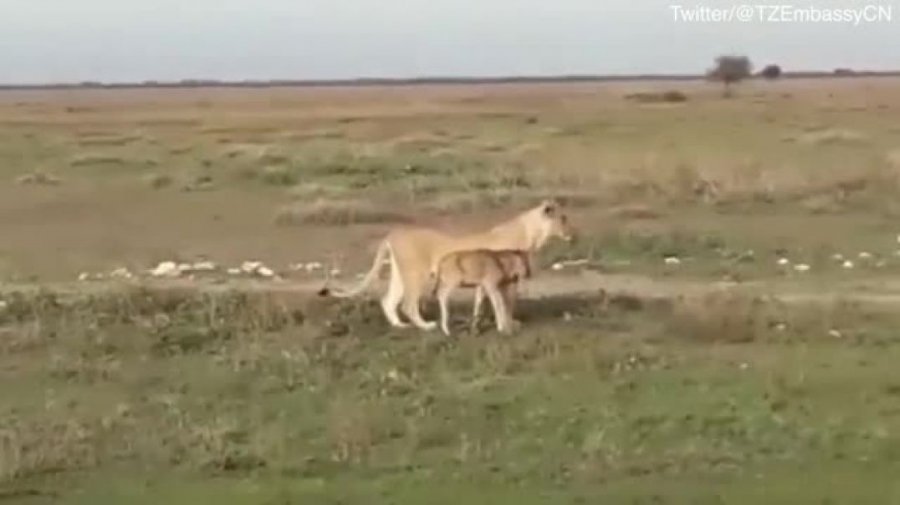 VIDEO/ Instinkti i nënës më i fortë se i grabitqarit, luanesha shoqëron bizonin e vogël te tufa