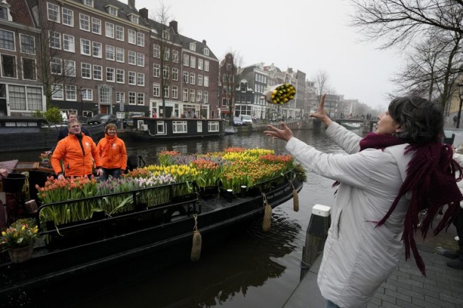 Kultivuesit e tulipanëve shpërndanë buqeta falas në Amsterdam