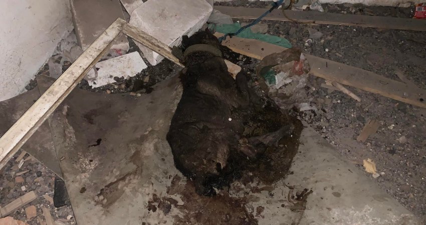 Pamje shqetësuese, një qen i lidhur ngordh nga uria në Fushë Kosovë