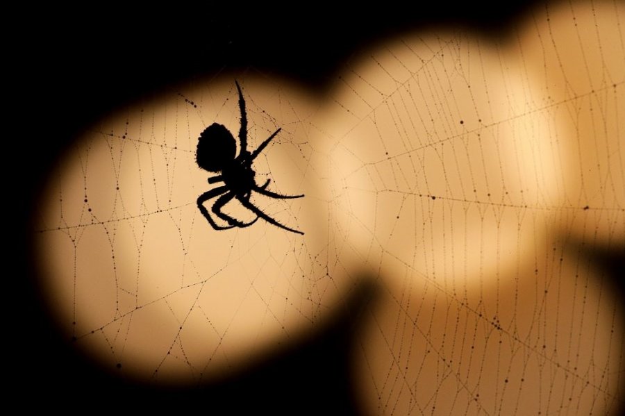 Nga vjen frika prej merimangave?