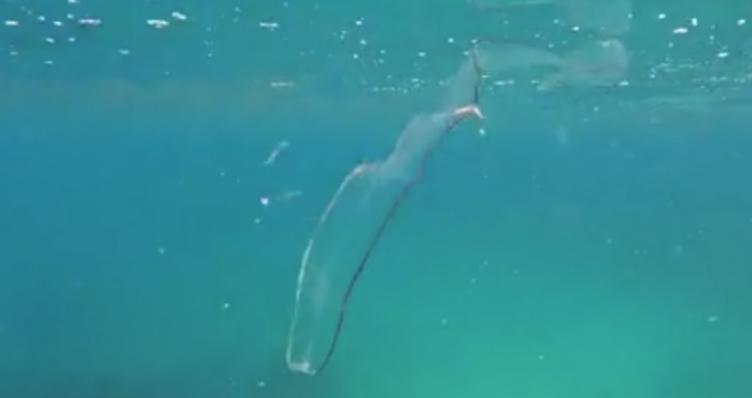 Me një krijesë 'fantazmë' u ndesh kjo zhytëse në fund të detit (Video)