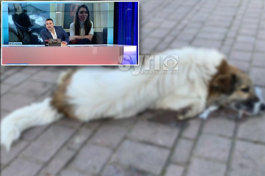 Helmime masive të qenve në Korçë, Dorina Mema: Është politike, mendojnë se qeni nuk ka votë dhe nuk na duhet