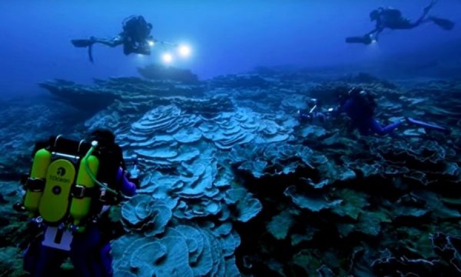 VIDEO/ Zbulohet një shkëmb i rrallë koralor në Tahiti