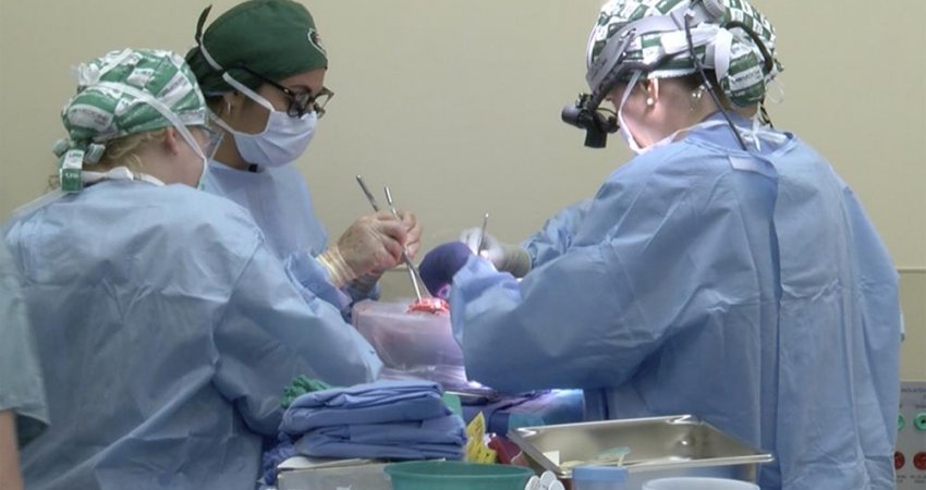 Pas transplantimit të zemrës, testohet  transplanti i veshkave nga derri te njeriu