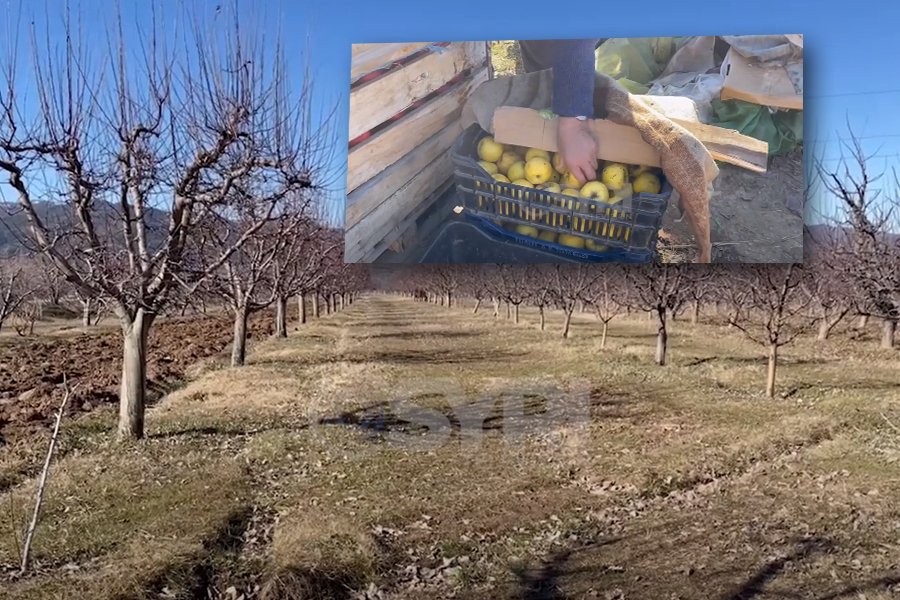 VIDEO-SYRI TV/ Fermerët e Korçës drejt falimentimit: Prodhimet po i hedhim në kanal