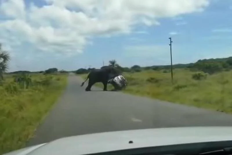 Elefanti i mërzitur përmbys makinën në Afrikën e Jugut