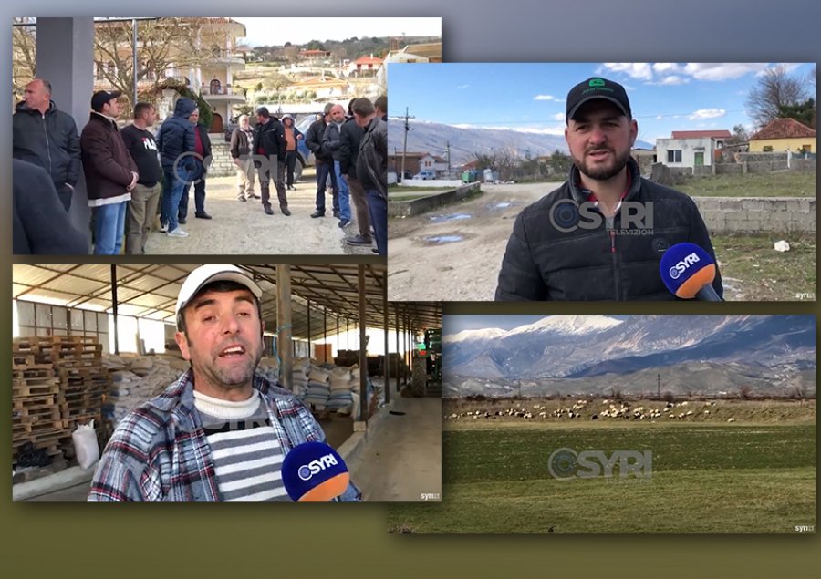 VIDEO-SYRI TV/ Libohovë, fermerët drejt falimentimit: 8 vjet PS në qeveri, një herë subvencion