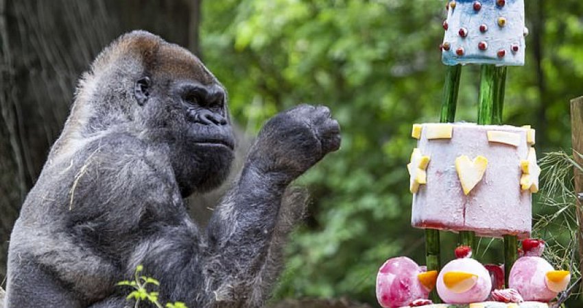 Ngordh gorilla mashkull më i vjetër në botë